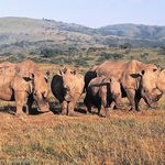 A crash of Rhino 